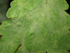 Erysiphe macleayae