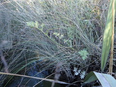 Anisotome lyallii