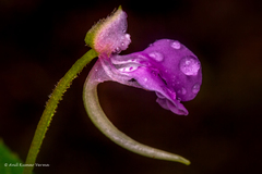 Impatiens minor