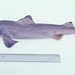 Southern Dogfish - Photo (c) Ken Graham, some rights reserved (CC BY-NC), uploaded by Ken Graham