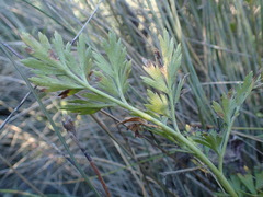 Anisotome lyallii