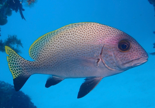 Blackfin slatey (Diagramma melanacrum) — Haemulidae — 4