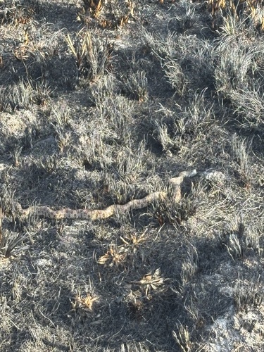 South Florida Mole Kingsnake