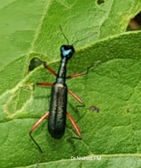 Neocollyris