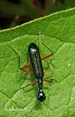 Neocollyris
