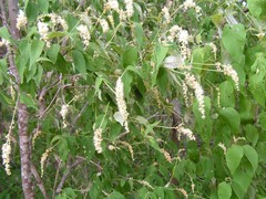 Croton sonorae