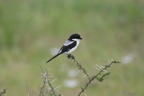 Taita Fiscal (Lanius dorsalis), photo 7