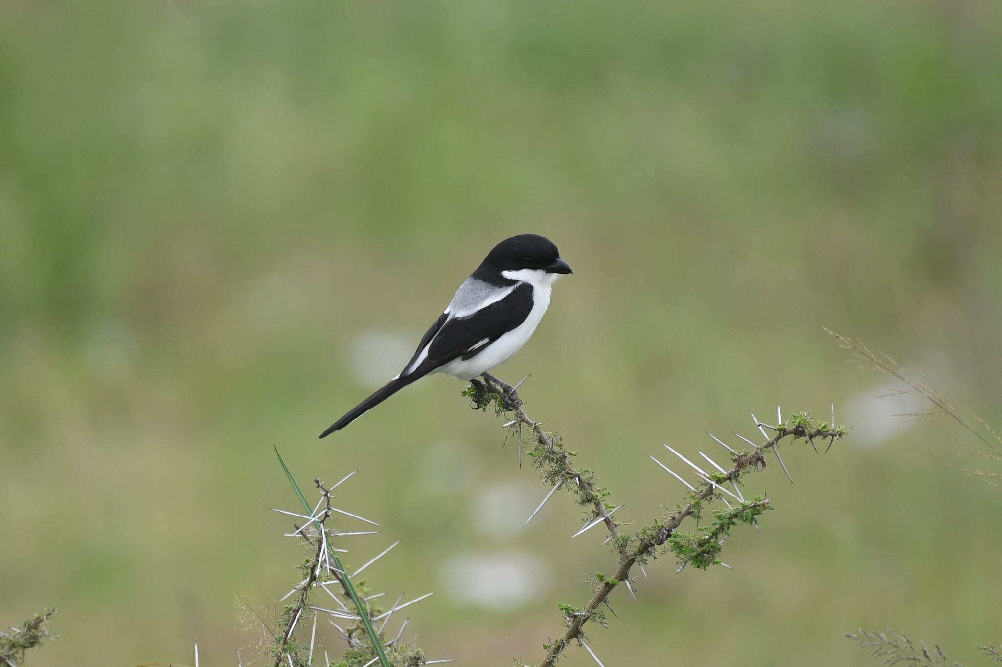 Taita Fiscal (Lanius dorsalis), photo 9