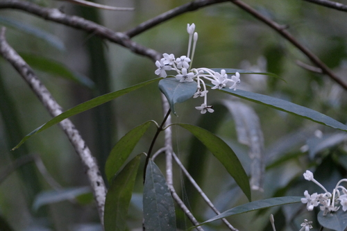 Nilgiri tarenna (Tarenna nilagirica)