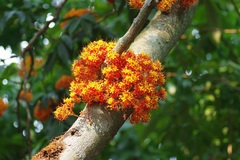 Saraca declinata