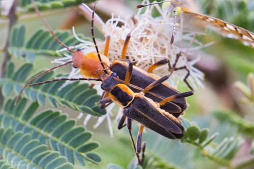 Chauliognathus obscurus photo 4
