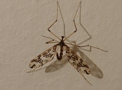 Mischoderus annuliferus