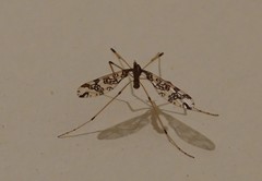 Mischoderus annuliferus