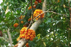 Saraca declinata