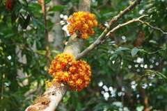 Saraca declinata