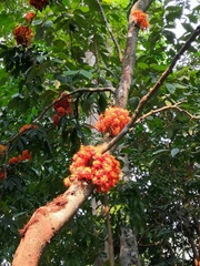 Saraca declinata