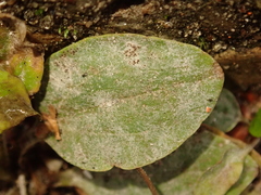 Podosphaera plantaginis