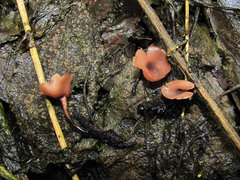 Ciboria amentacea
