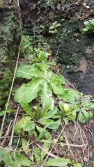 Sonchus kirkii
