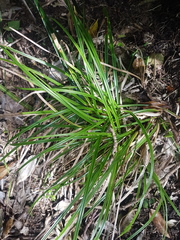 Carex uncinata
