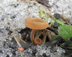 Ciboria amentacea