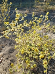 Centromadia fitchii
