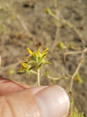 Centromadia fitchii