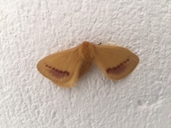 Stenoglene rosea