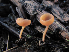 Ciboria amentacea