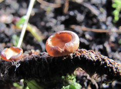 Ciboria amentacea