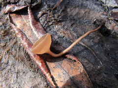 Ciboria amentacea