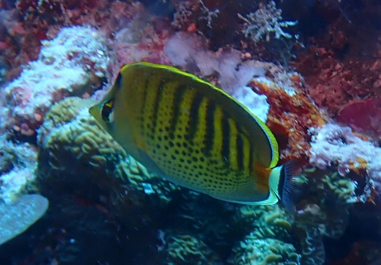 Dot and dash Butterflyfish