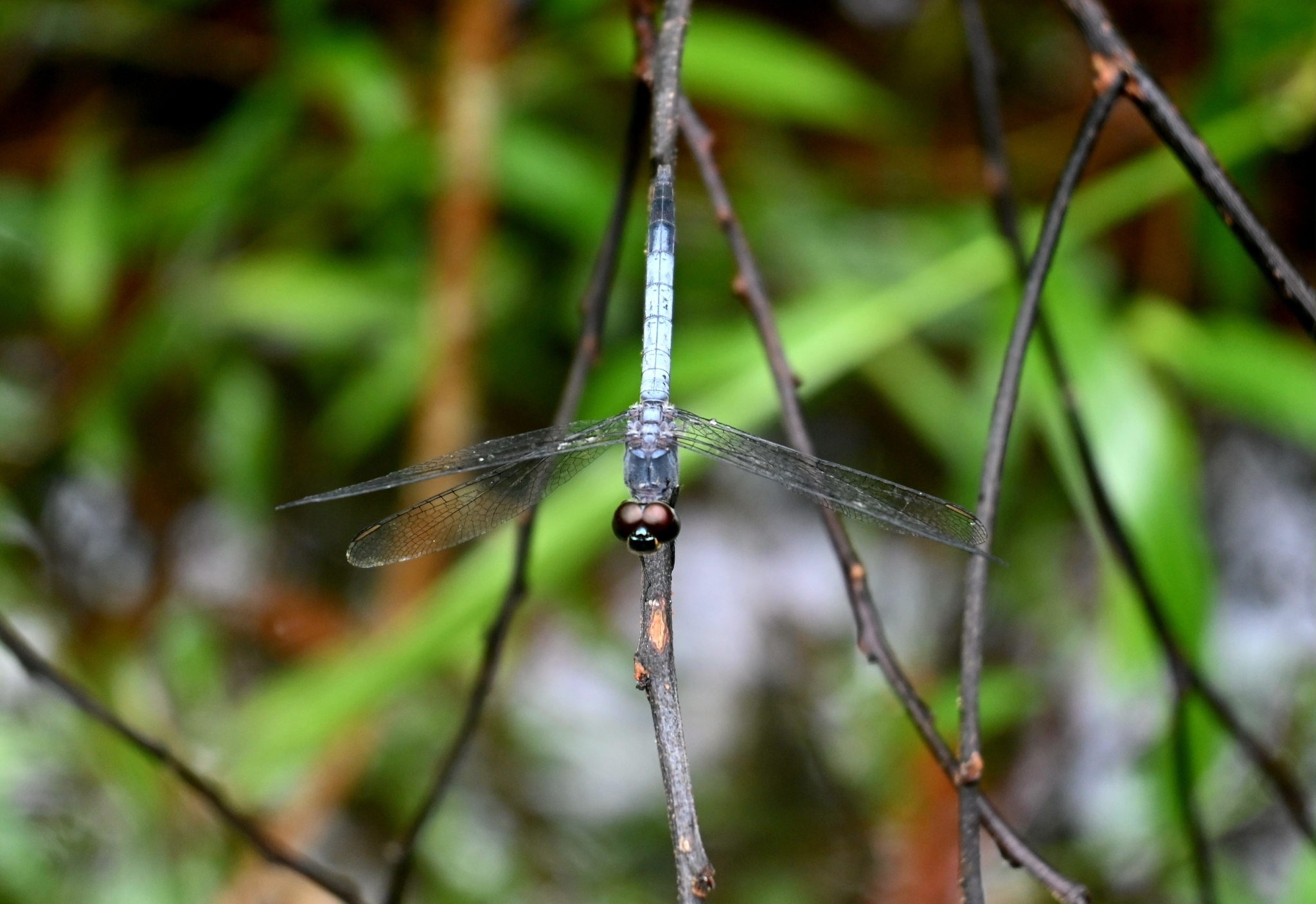 Little Blue Marsh Hawk