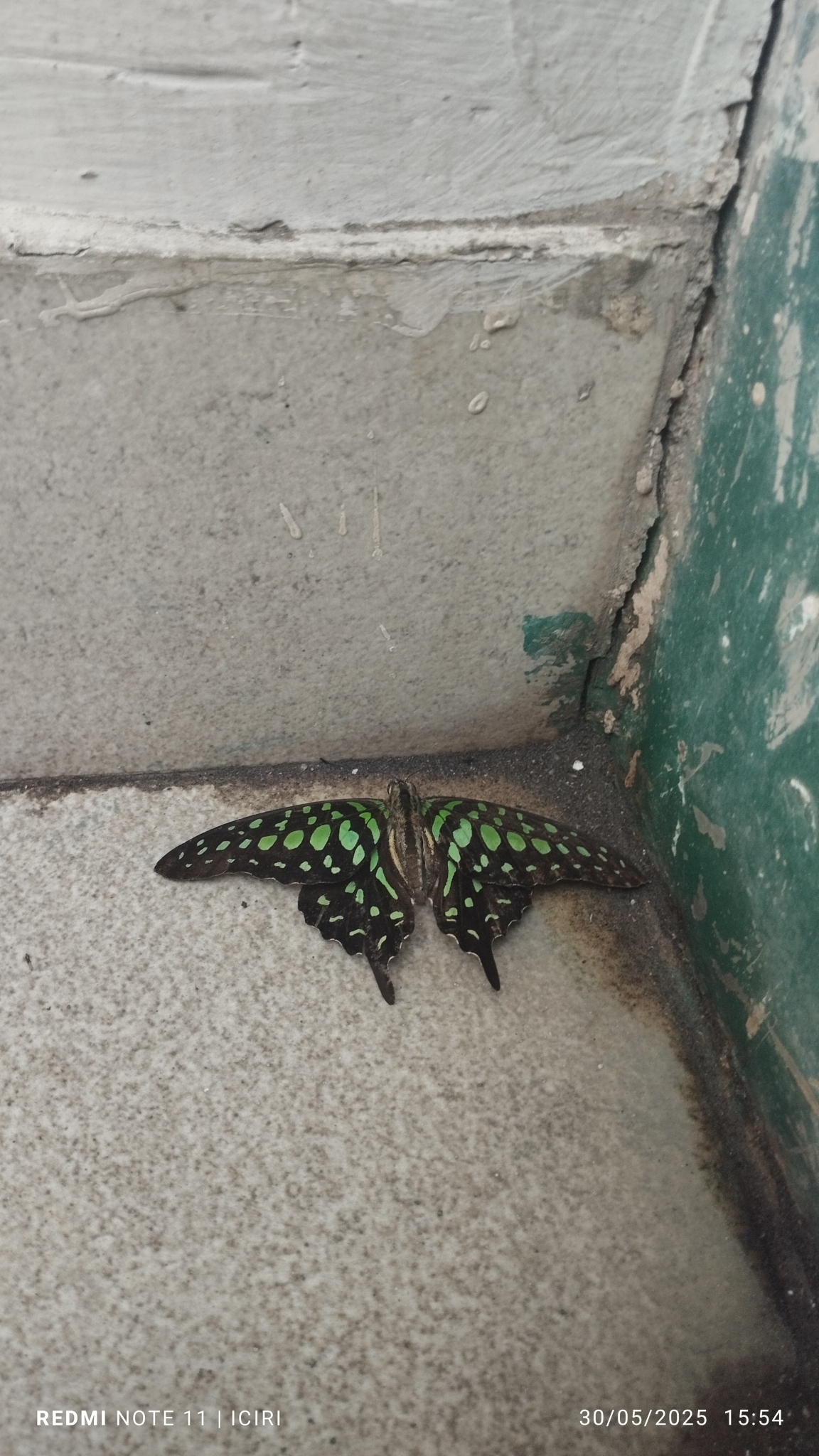 Tailed Jay