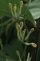Ceropegia odorata