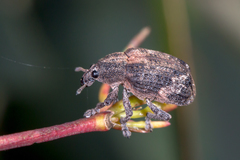 Oxyops fasciatus