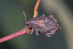 Oxyops fasciatus