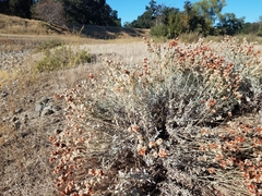Eriogonum wrightii trachygonum