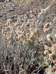 Eriogonum wrightii trachygonum