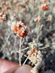 Eriogonum wrightii trachygonum
