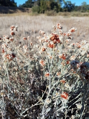 Eriogonum wrightii trachygonum