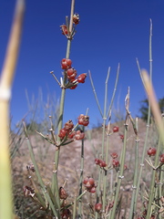 Ephedra intermedia