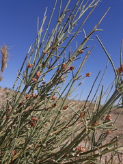 Ephedra intermedia