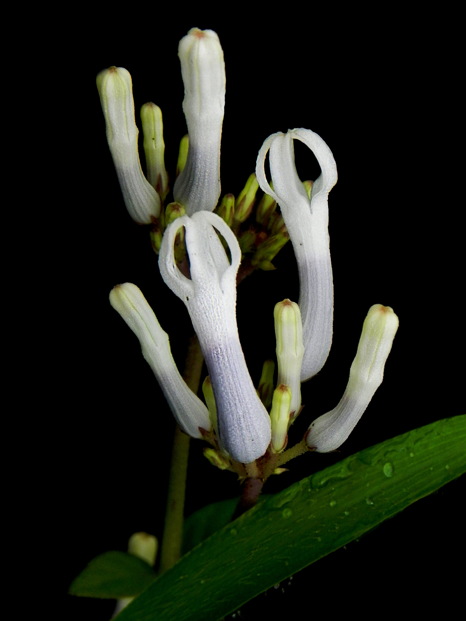 Ceropegia lawii