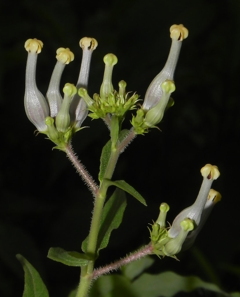 Ceropegia maccannii
