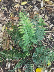 Asplenium appendiculatum maritimum