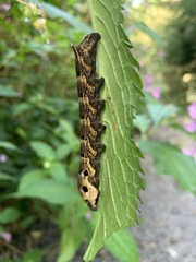 Deilephila elpenor