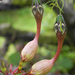 Ceropegia oculata - Photo (c) S.MORE, some rights reserved (CC BY-NC), uploaded by S.MORE