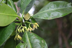 Rhizophora mucronata