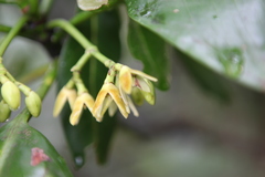 Rhizophora mucronata